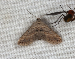 Araeopteron canescens