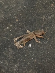 Neoscapteriscus vicinus