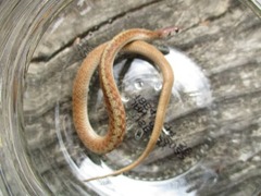 Storeria dekayi