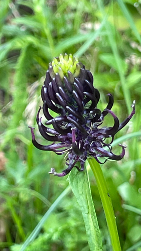 Phyteuma ovatum ovatum