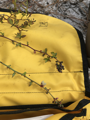 Vaccinium caesariense