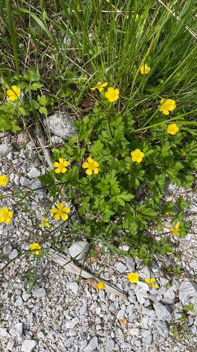 Ranunculus repens