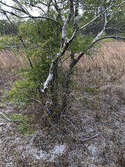 Vaccinium caesariense