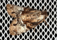 Alophosoma emmelopis