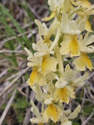 Orchis pauciflora, photograph 6