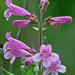 Heller's Beardtongue - Photo (c) Ken Butler, some rights reserved (CC BY-NC), uploaded by Ken Butler