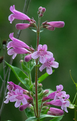 Penstemon triflorus