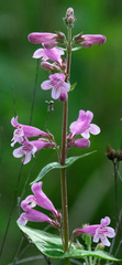 Penstemon triflorus