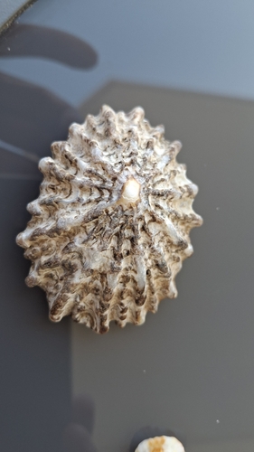 Patella ferruginea observed 2026-05-20