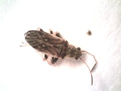 Pseudopachybrachius basalis