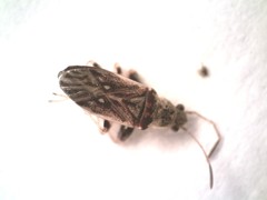 Pseudopachybrachius basalis