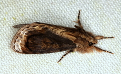 Zalissa catocalina
