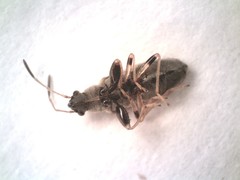 Pseudopachybrachius basalis