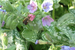Dotted Bee Fly