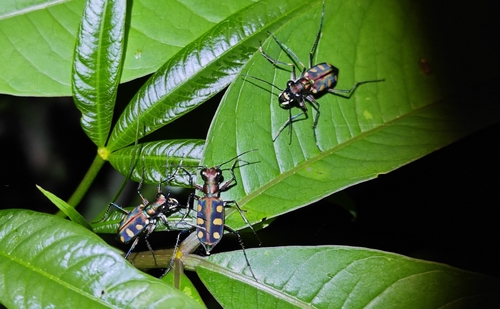 Golden-spotted Tiger Beetle