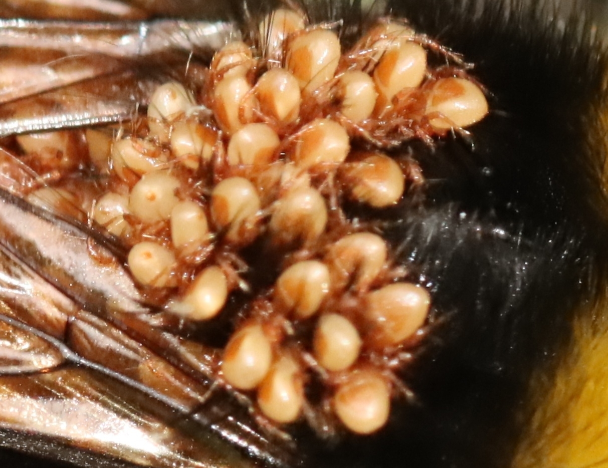 Parasitellus fucorum (De Geer, 1778)