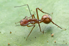 Myrmecium