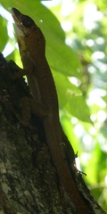 Anolis richardii