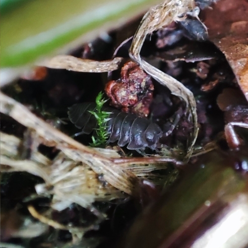 Pillbugs