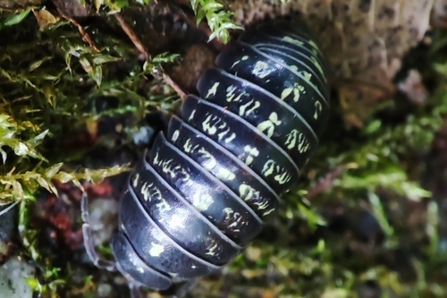 Common Pill Woodlouse