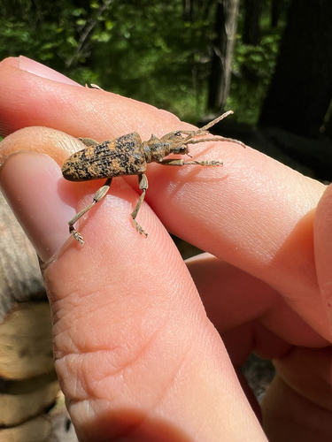 Rhagium sycophanta