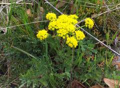 Lomatium utriculatum