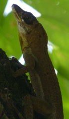 Anolis richardii