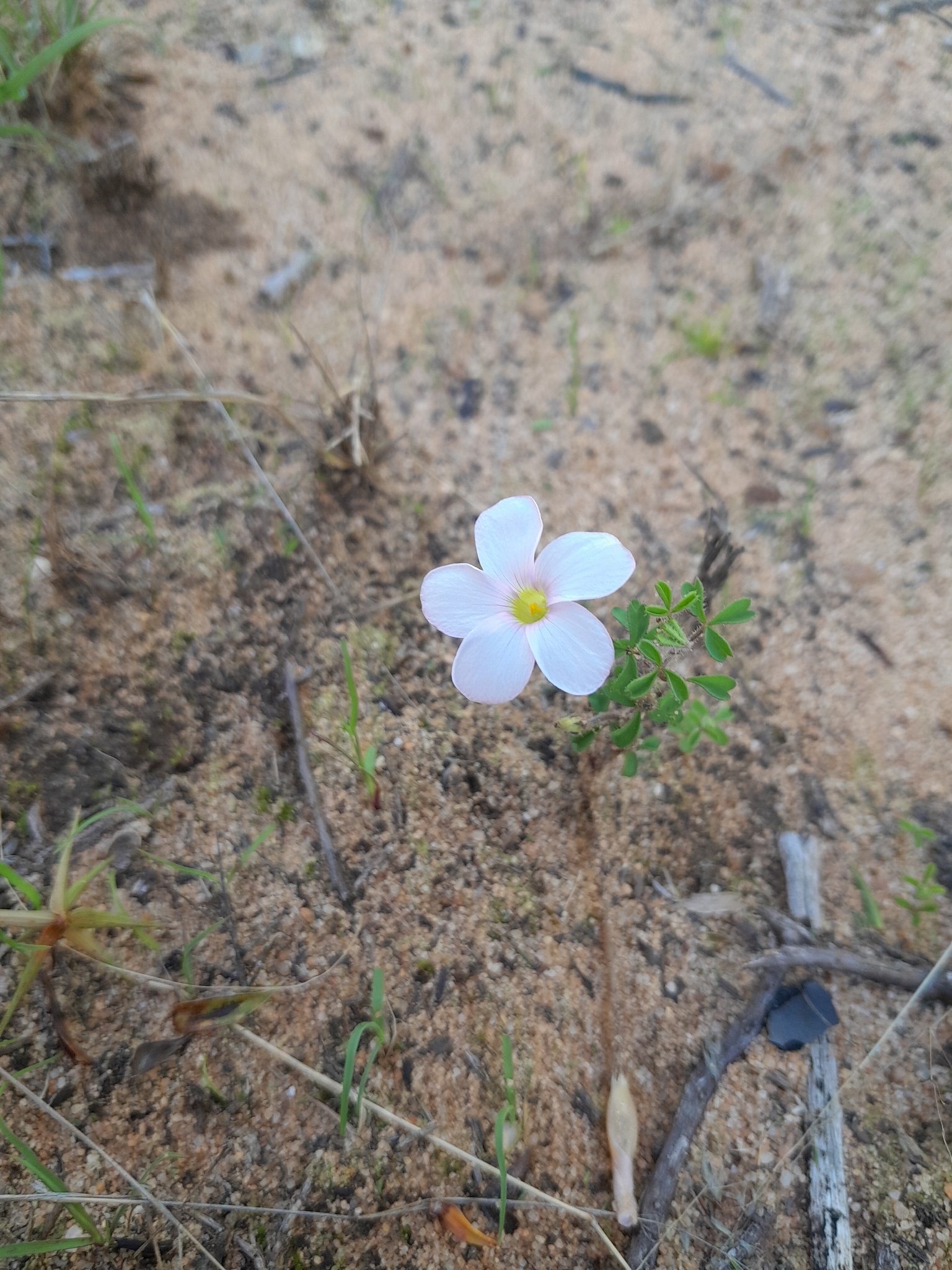 Oxalis ebracteata Savigny, 1798 4
