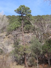 Pinus engelmannii