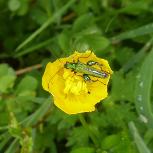 Thick-legged Flower Beetle