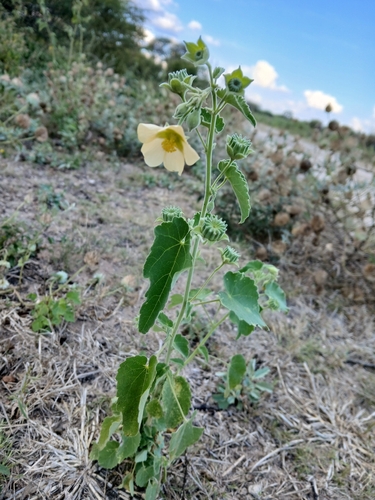 Abutilon rehmannii