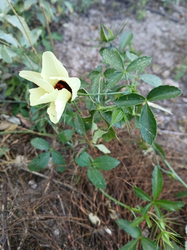 Hibiscus caesius