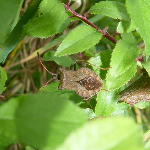 Dock Bug