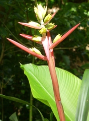 Aechmea aquilega