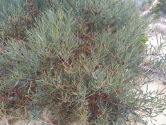 Acacia cupularis