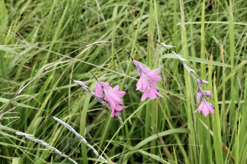 Dierama argyreum, photograph 1