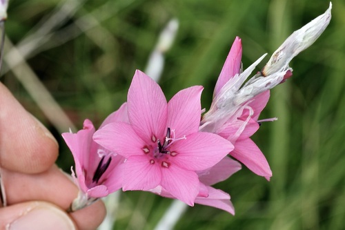 Dierama argyreum