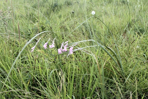 Dierama argyreum, photograph 3