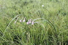 Dierama argyreum, photograph (c) Dr. Alexey Yakovlev, some rights reserved (CC BY)