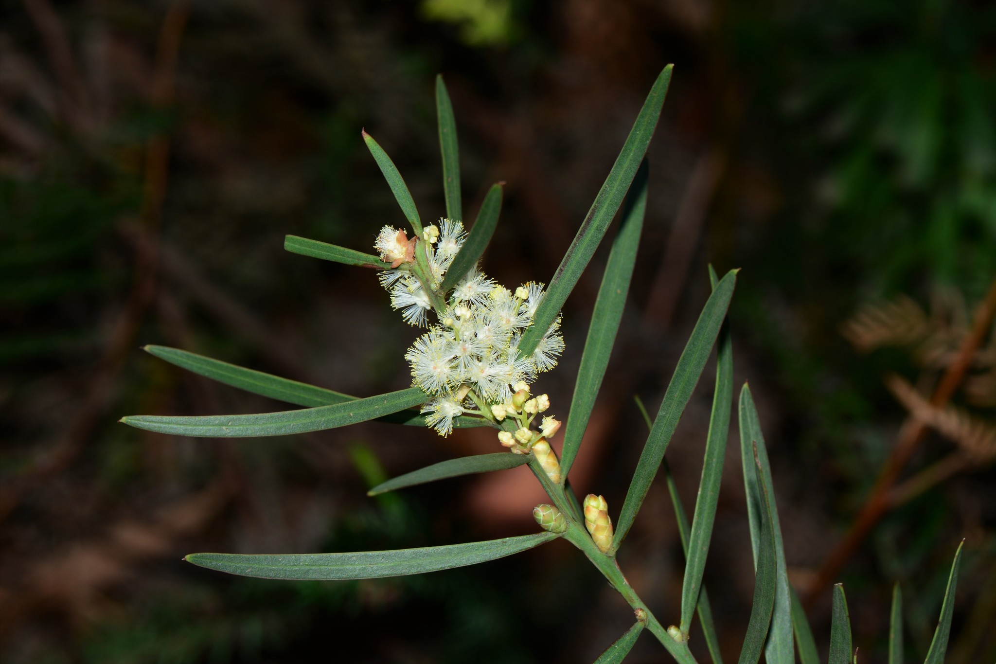 Acacia suaveolens