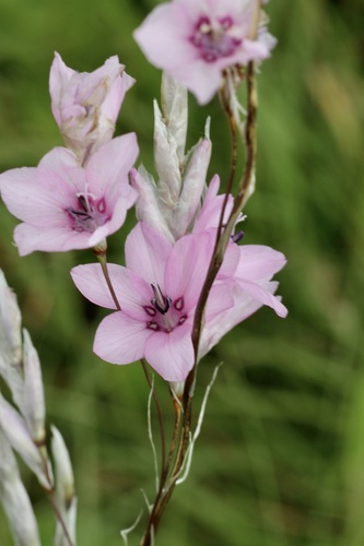 Dierama argyreum, photograph 2