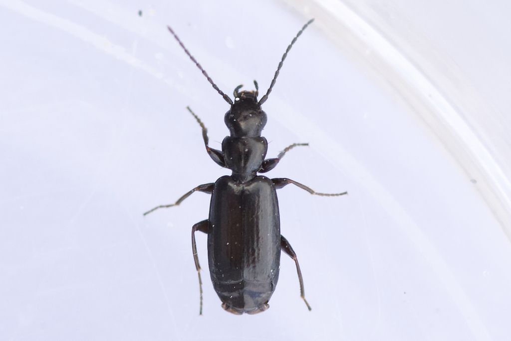 Microlestes linearis