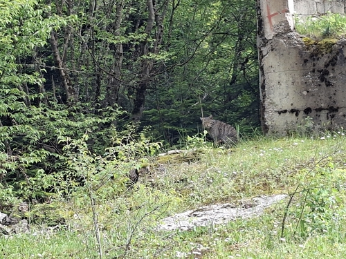 European Wildcat