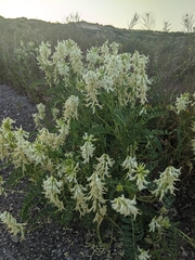 Astragalus praelongus