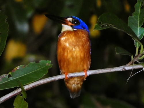 Blue-eared Kingfisher (Alcedo meninting), photo 10
