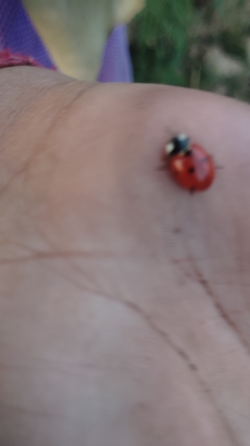 Seven-spotted Lady Beetle