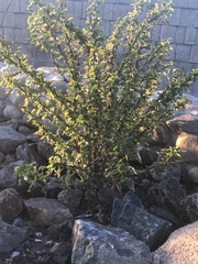 Fouquieria splendens