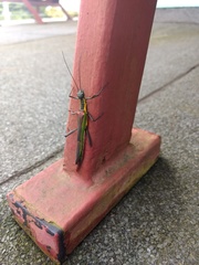 Damasippus