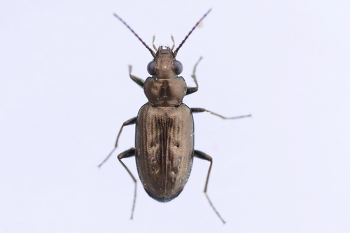 Cheyenne Riverbank Ground Beetle