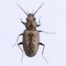 Bembidion cheyennense - Photo (c) Owen Strickland, some rights reserved (CC BY), uploaded by Owen Strickland